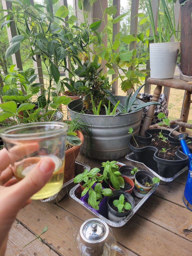 sipping herbal tea w/ my plants